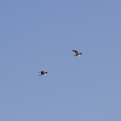 Ardea pacifica at Michelago, NSW - 20 Sep 2014 05:06 PM