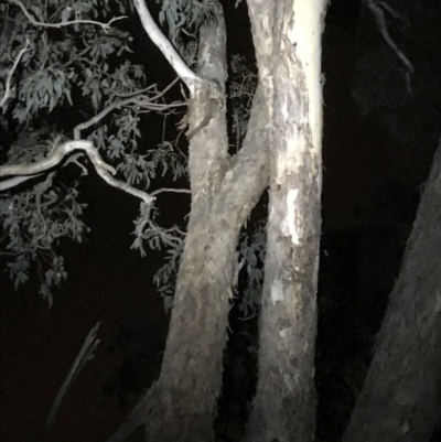 Petaurus notatus (Krefft’s Glider, formerly Sugar Glider) at Attunga Point - 21 Dec 2017 by Simmo