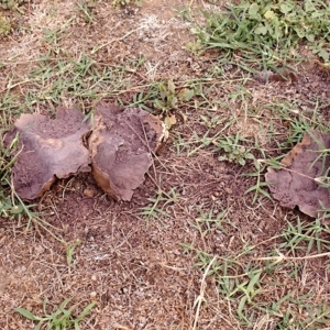 Calvatia sp. at Acton, ACT - 22 Dec 2017 12:00 AM