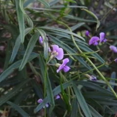 Glycine clandestina (Twining Glycine) at Fadden, ACT - 16 Nov 2016 by ArcherCallaway