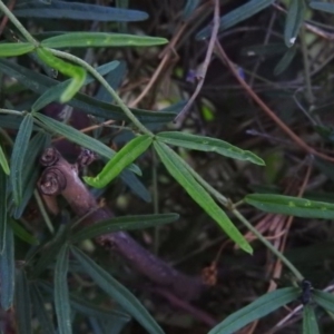 Glycine clandestina at Fadden, ACT - 16 Nov 2016 06:51 PM