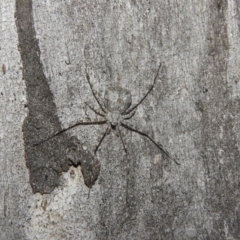 Tamopsis eucalypti (A two-tailed spider) at Fadden, ACT - 16 Nov 2016 by ArcherCallaway