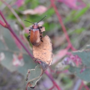 Ecnolagria grandis at Gowrie, ACT - 16 Nov 2016