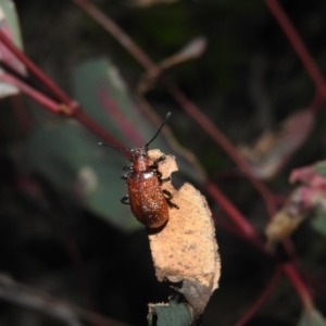 Ecnolagria grandis at Gowrie, ACT - 16 Nov 2016