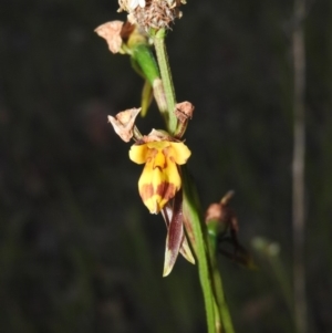 Diuris sulphurea at Gowrie, ACT - 16 Nov 2016