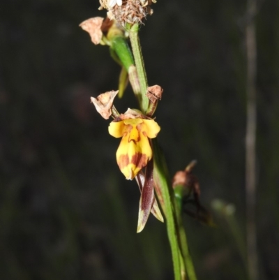 Diuris sulphurea (Tiger Orchid) at Gowrie, ACT - 16 Nov 2016 by RyuCallaway