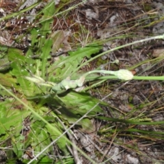 Hypochaeris radicata (Cat's Ear, Flatweed) at Gowrie, ACT - 16 Nov 2016 by ArcherCallaway