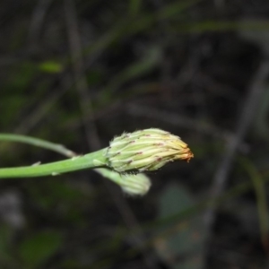 Hypochaeris radicata at Gowrie, ACT - 16 Nov 2016