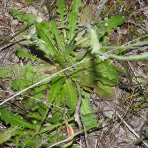 Hypochaeris radicata at Gowrie, ACT - 16 Nov 2016