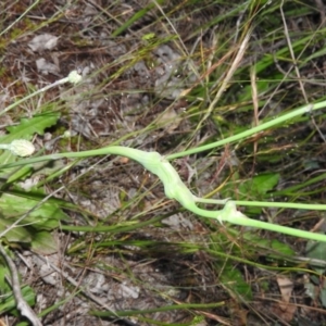 Hypochaeris radicata at Gowrie, ACT - 16 Nov 2016