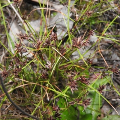 Schoenus apogon (Common Bog Sedge) at Gowrie, ACT - 16 Nov 2016 by ArcherCallaway