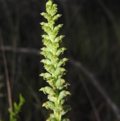 Microtis unifolia (Common Onion Orchid) at Gowrie, ACT - 16 Nov 2016 by RyuCallaway