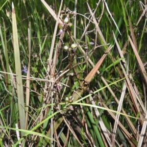 Dianella revoluta var. revoluta at Gowrie, ACT - 16 Nov 2016