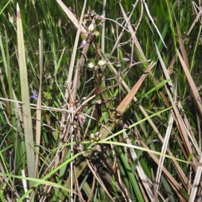 Dianella revoluta var. revoluta (Black-Anther Flax Lily) at Gowrie, ACT - 16 Nov 2016 by ArcherCallaway