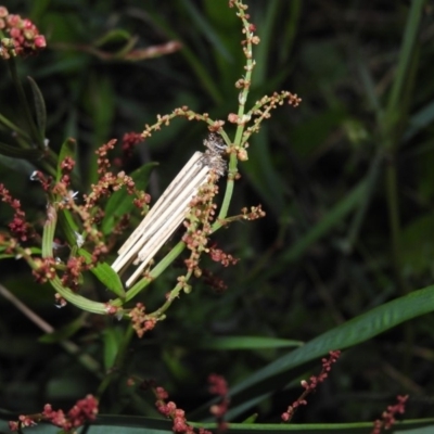 Clania lewinii & similar Casemoths (Parallel stick Case Moths) at Gowrie, ACT - 16 Nov 2016 by ArcherCallaway