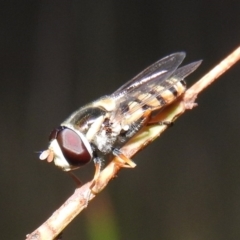 Simosyrphus grandicornis (Common hover fly) at Gowrie, ACT - 16 Nov 2016 by RyuCallaway