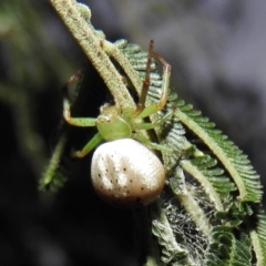 Lehtinelagia prasina (Leek-green flower spider) at Gowrie, ACT - 16 Nov 2016 by ArcherCallaway