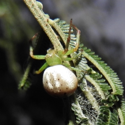 Lehtinelagia prasina (Leek-green flower spider) at Gowrie, ACT - 16 Nov 2016 by ArcherCallaway