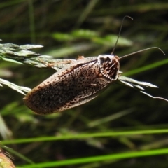 Calolampra sp. (genus) (Bark cockroach) at Fadden, ACT - 16 Nov 2016 by RyuCallaway