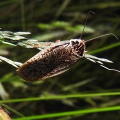 Calolampra sp. (genus) (Bark cockroach) at Fadden, ACT - 16 Nov 2016 by ArcherCallaway