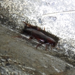 Paratemnopteryx couloniana (A native cockroach) at Fadden, ACT - 16 Nov 2016 by ArcherCallaway