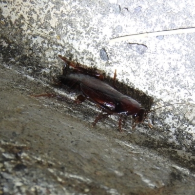 Paratemnopteryx couloniana (A native cockroach) at Fadden, ACT - 16 Nov 2016 by ArcherCallaway