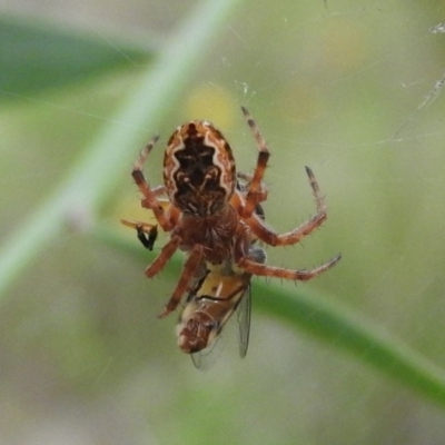 Araneinae (subfamily) (Orb weaver) at Fadden, ACT - 18 Nov 2016 by RyuCallaway