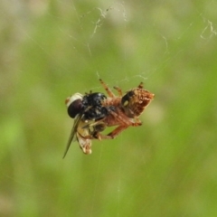 Araneinae (subfamily) at Fadden, ACT - 19 Nov 2016 07:47 AM