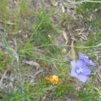 Linum marginale (Native Flax) at Fadden, ACT - 18 Nov 2016 by RyuCallaway