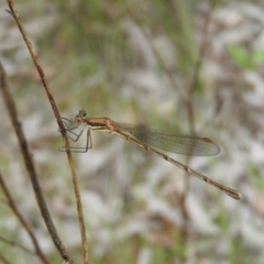 Austrolestes analis (Slender Ringtail) at Fadden, ACT - 18 Nov 2016 by RyuCallaway