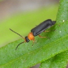 Heteromastix sp. (genus) (Soldier beetle) at Fadden, ACT - 18 Nov 2016 by RyuCallaway