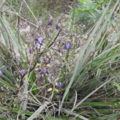 Dianella revoluta var. revoluta (Black-Anther Flax Lily) at Wanniassa Hill - 18 Nov 2016 by RyuCallaway