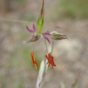 Rytidosperma pallidum at Fadden, ACT - 19 Nov 2016 08:05 AM