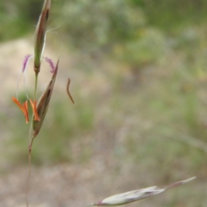 Rytidosperma pallidum at Fadden, ACT - 19 Nov 2016 08:05 AM