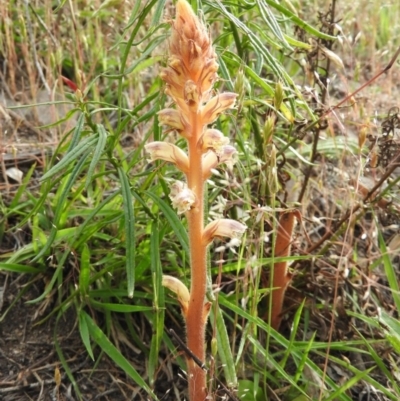 Orobanche minor (Broomrape) at Fadden, ACT - 18 Nov 2016 by RyuCallaway