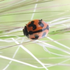 Coccinella transversalis (Transverse Ladybird) at Fadden, ACT - 18 Nov 2016 by RyuCallaway