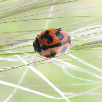 Coccinella transversalis (Transverse Ladybird) at Fadden, ACT - 19 Nov 2016 by ArcherCallaway