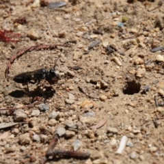 Sphex sp. (genus) (Unidentified Sphex digger wasp) at Hughes, ACT - 22 Dec 2017 by zebras