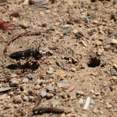 Sphex sp. (genus) (Unidentified Sphex digger wasp) at Hughes, ACT - 22 Dec 2017 by zebras