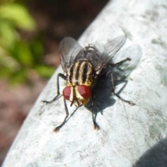 Sarcophagidae (family) (Unidentified flesh fly) at Flynn, ACT - 19 Dec 2017 by Christine