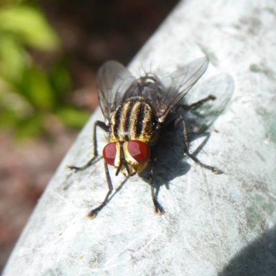 Sarcophagidae sp. (family) (Unidentified flesh fly) at Flynn, ACT - 18 Dec 2017 by Christine