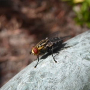 Sarcophagidae (family) at Flynn, ACT - 19 Dec 2017 12:00 AM