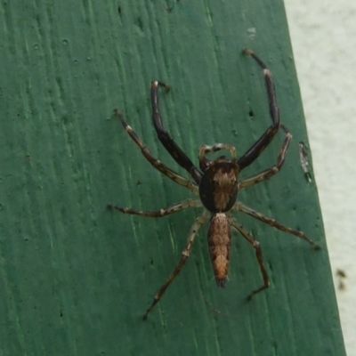 Helpis minitabunda (Threatening jumping spider) at Flynn, ACT - 19 Dec 2017 by Christine