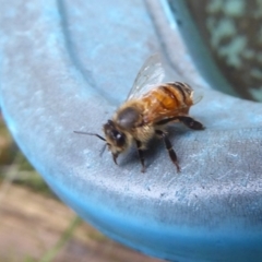 Apis mellifera (European honey bee) at Flynn, ACT - 20 Dec 2017 by Christine