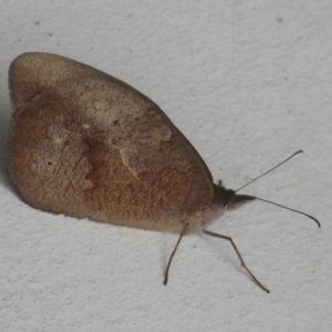 Heteronympha merope at Flynn, ACT - 21 Dec 2017 12:00 AM