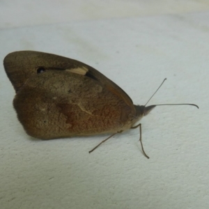 Heteronympha merope at Flynn, ACT - 21 Dec 2017 12:00 AM