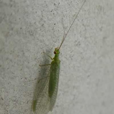 Mallada traviatus (Goldeneye Lacewing) at Flynn, ACT - 20 Dec 2017 by Christine