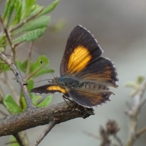 Paralucia pyrodiscus at Garran, ACT - 14 Dec 2017