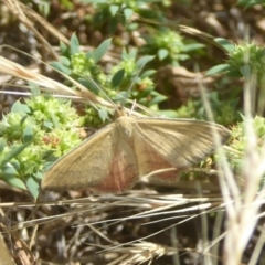 Scopula rubraria (Reddish Wave, Plantain Moth) at Fyshwick, ACT - 21 Dec 2017 by Christine