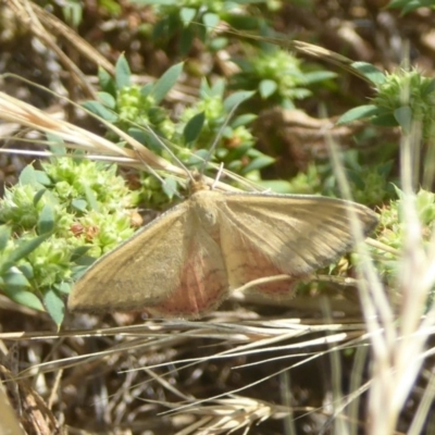 Scopula rubraria (Reddish Wave, Plantain Moth) at Jerrabomberra Wetlands - 21 Dec 2017 by Christine